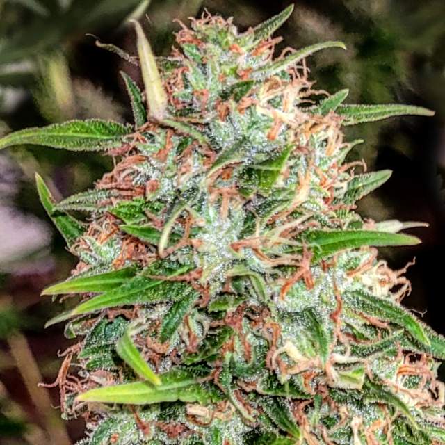 Great White Shark Feminized (100 seeds) - Feminized seeds