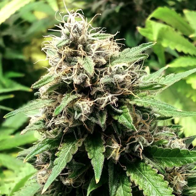 Trainwreck Feminized (100 seeds) - Feminized seeds